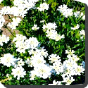 Candytuft