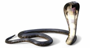 Cobra: Venomous Snake - Reptiles Encyclopedia
