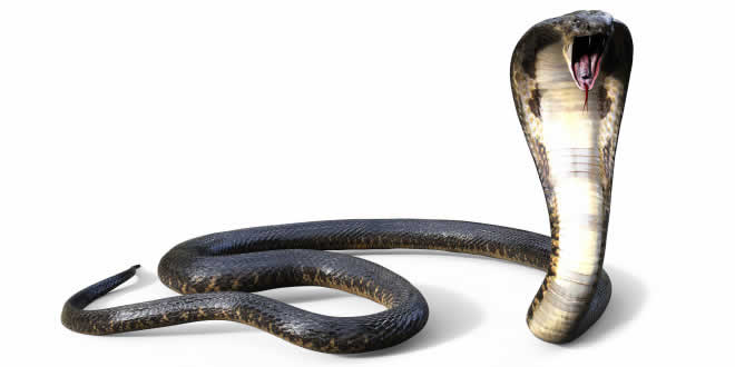 Cobra: Venomous Snake - Reptiles Encyclopedia