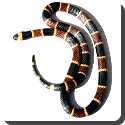 Cooral Snake