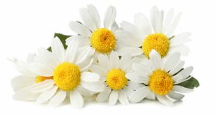 Daisy: Bellis perennis Flower Encyclopedia