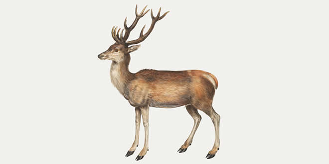 Deer: Mammal Encyclopedia