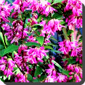 Deutzia