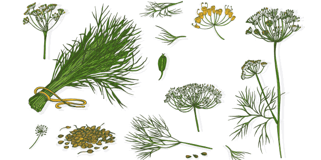 Dill: Annual Herb Encyclopedia