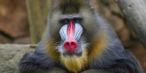 Drill Monkeys: Mammals Encyclopedia