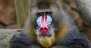 Drill Monkeys: Mammals Encyclopedia