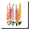 Foxglove