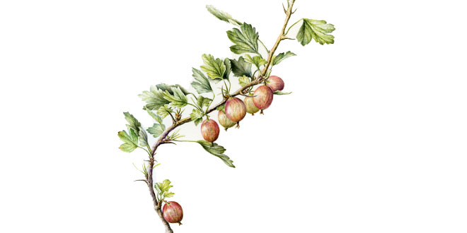 Gooseberry - Plants & Trees Encyclopedia for Kids