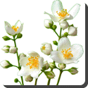 Jasmine