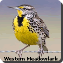 Kansas Bird
