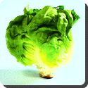 Lettuce, Crisphead and Leaf