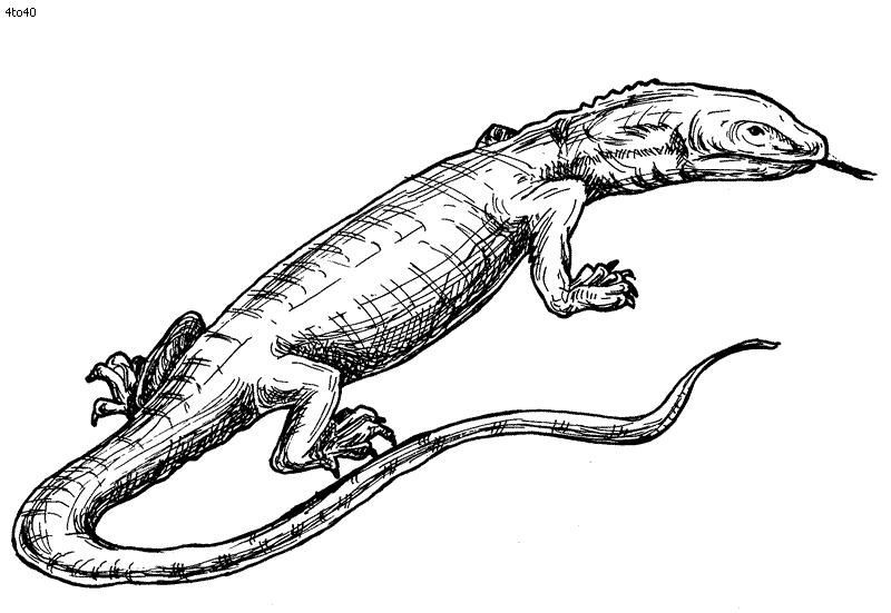 Lizard Coloring Page Kids Portal For Parents