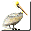 Louisiana Bird