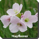 Massachusetts State Flower