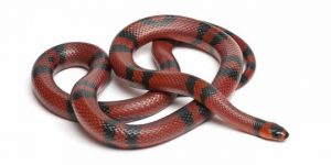 Milk Snake: Reptile Encyclopedia