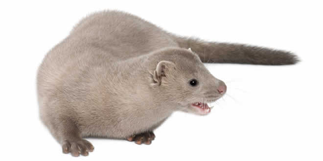 Mink: Carnivorous Mammal Encyclopedia