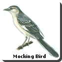 Mississippi Bird
