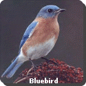 Missouri Bird