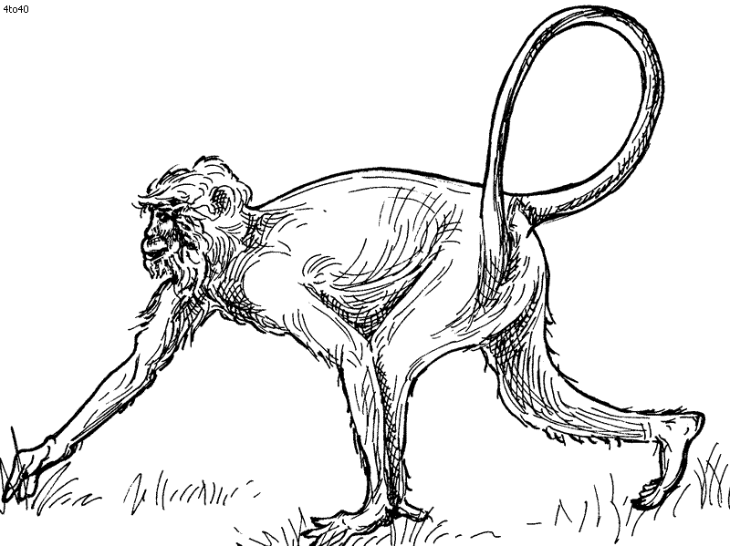 Monkey Coloring Page