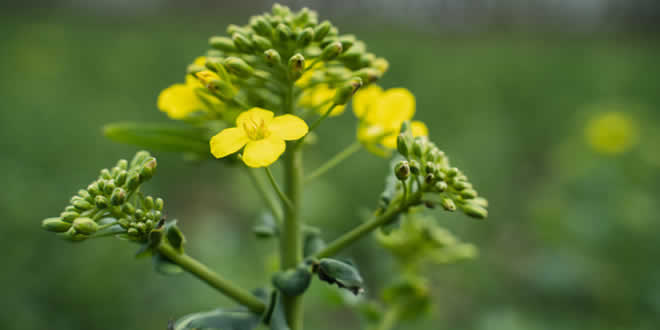 Mustard: Herbaceous herbs Plant Encyclopedia