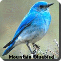 Nevada Bird