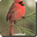 North Carolina State Bird
