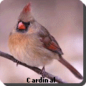 Ohio State Bird