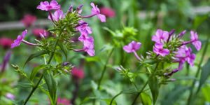 Phlox Flowering Plant Encyclopedia