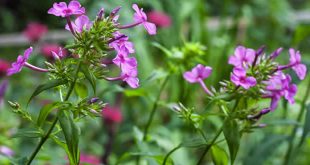 Phlox Flowering Plant Encyclopedia