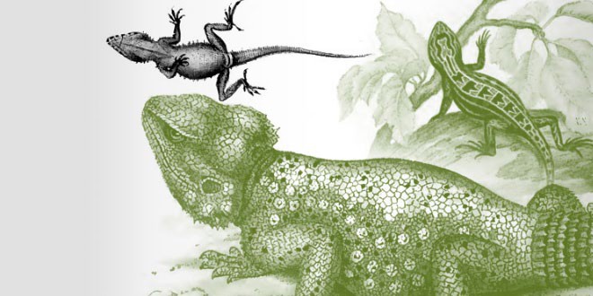 Reptiles Encyclopedia