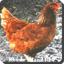 Rhode Island State Bird