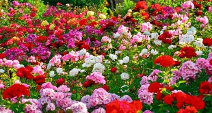 Rose Festival Chandigarh