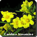 South Carolina State Flower