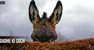 गधे की सोच: आलोचनाओं से विचलित न हो बल्कि उन्हें उपयोग में लाएं