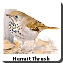 Vermont Bird