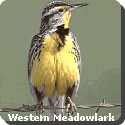 Wyoming State Bird