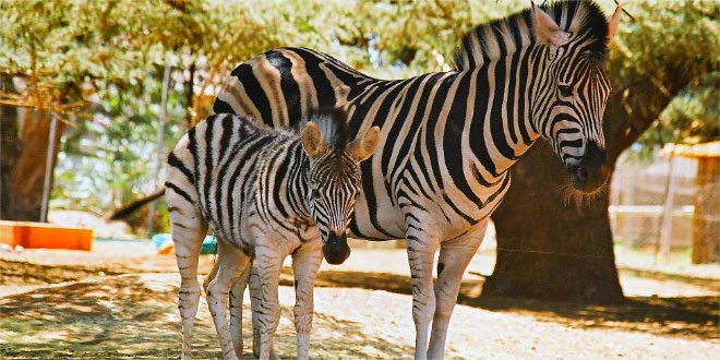 Do all zebras have the same coat pattern? - Kids Portal For Parents