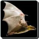 Are bats really blind?