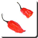 Which is the world's hottest pepper?