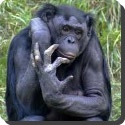 What is a bonobo?