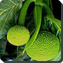 Where would you find a breadfruit tree?