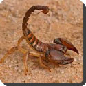 Can a scorpion kill a man?