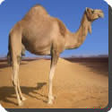 Do all camels have humps?