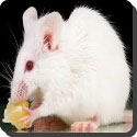 Do mice really like cheese best?