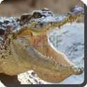 How dangerous are crocodiles?