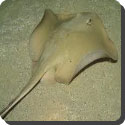 How dangerous is the stingray?