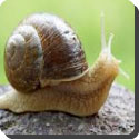 How do snails walk?