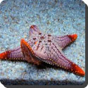 How does a starfish move?