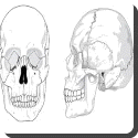 How many bones are there in the human skull?
