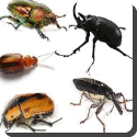 How many kinds of insect are there?